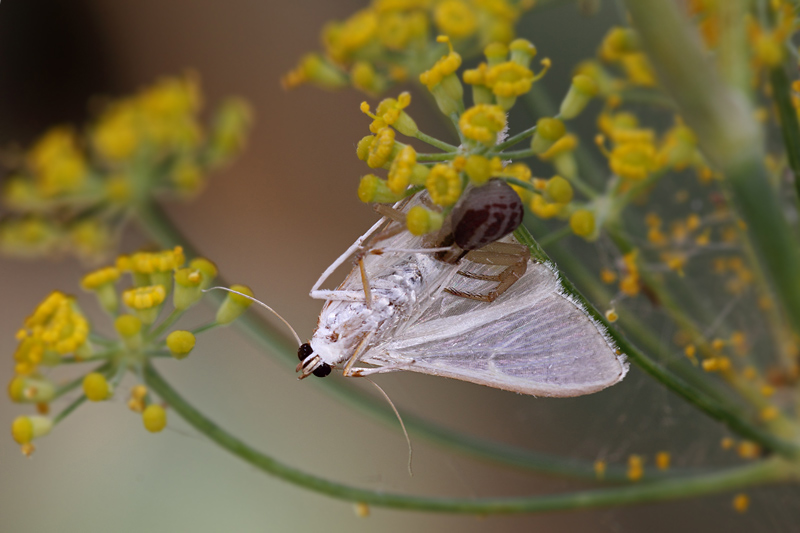 Predatori di farfalle